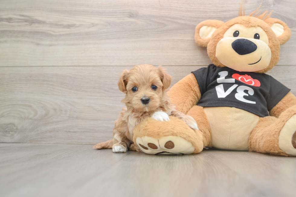 Friendly Maltipoo Baby