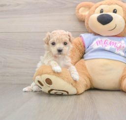 7 week old Maltipoo Puppy For Sale - Premier Pups