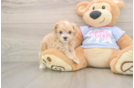Maltipoo Pup Being Cute