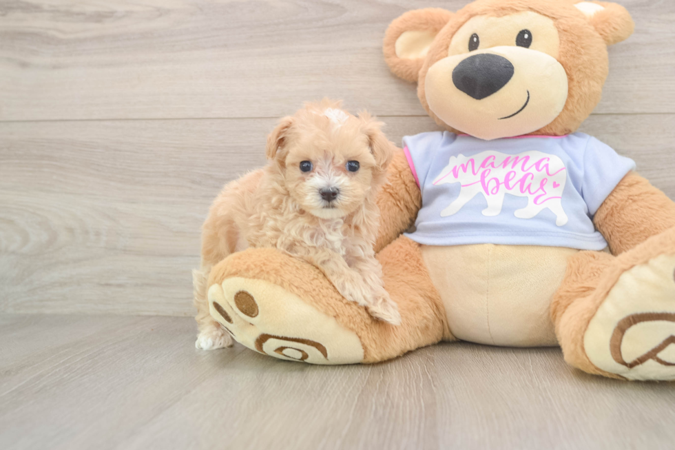 Maltipoo Pup Being Cute