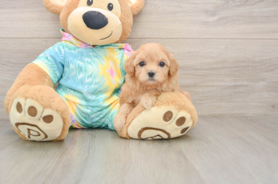 Popular Maltipoo Poodle Mix Pup