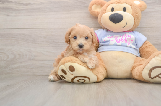 Little Malt a Poo Poodle Mix Puppy