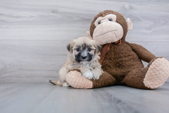 Adorable Maltese Poodle Poodle Mix Puppy