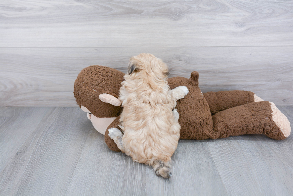 Maltipoo Pup Being Cute