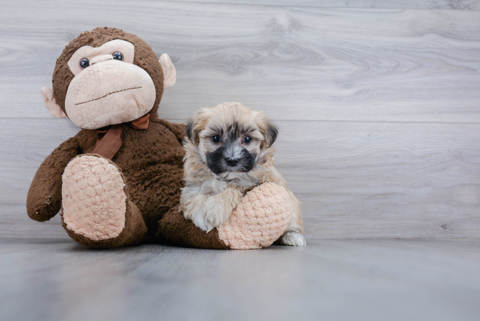 Maltipoo Pup Being Cute