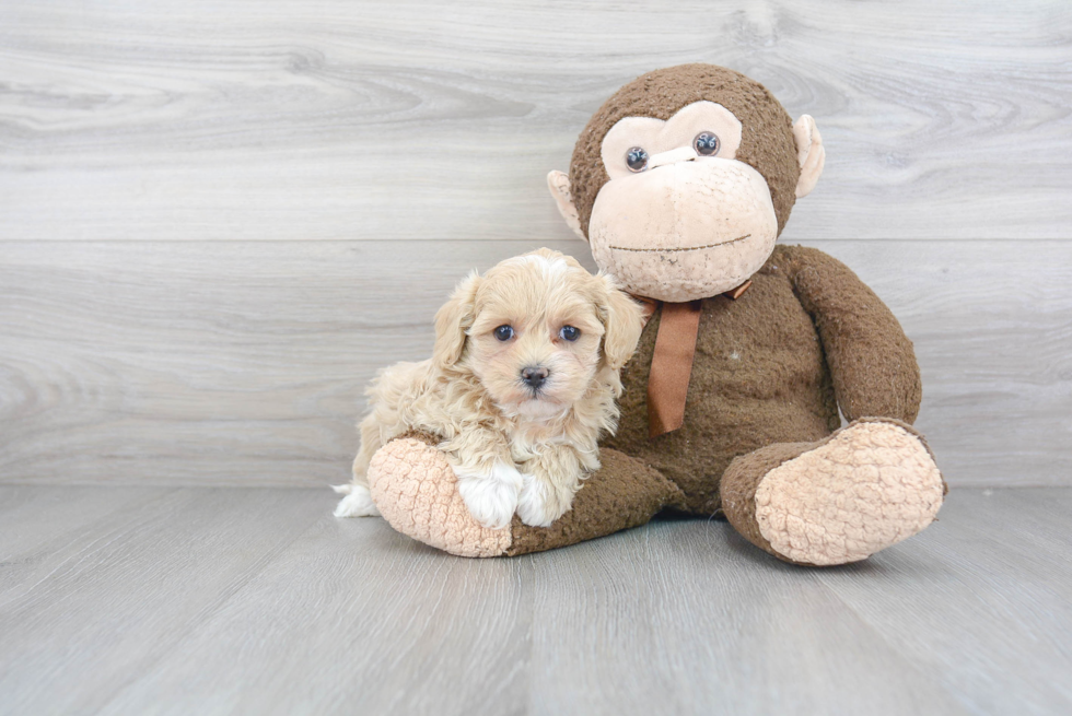 Petite Maltipoo Poodle Mix Pup