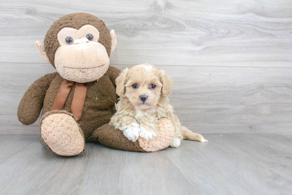 Energetic Maltese Poodle Poodle Mix Puppy