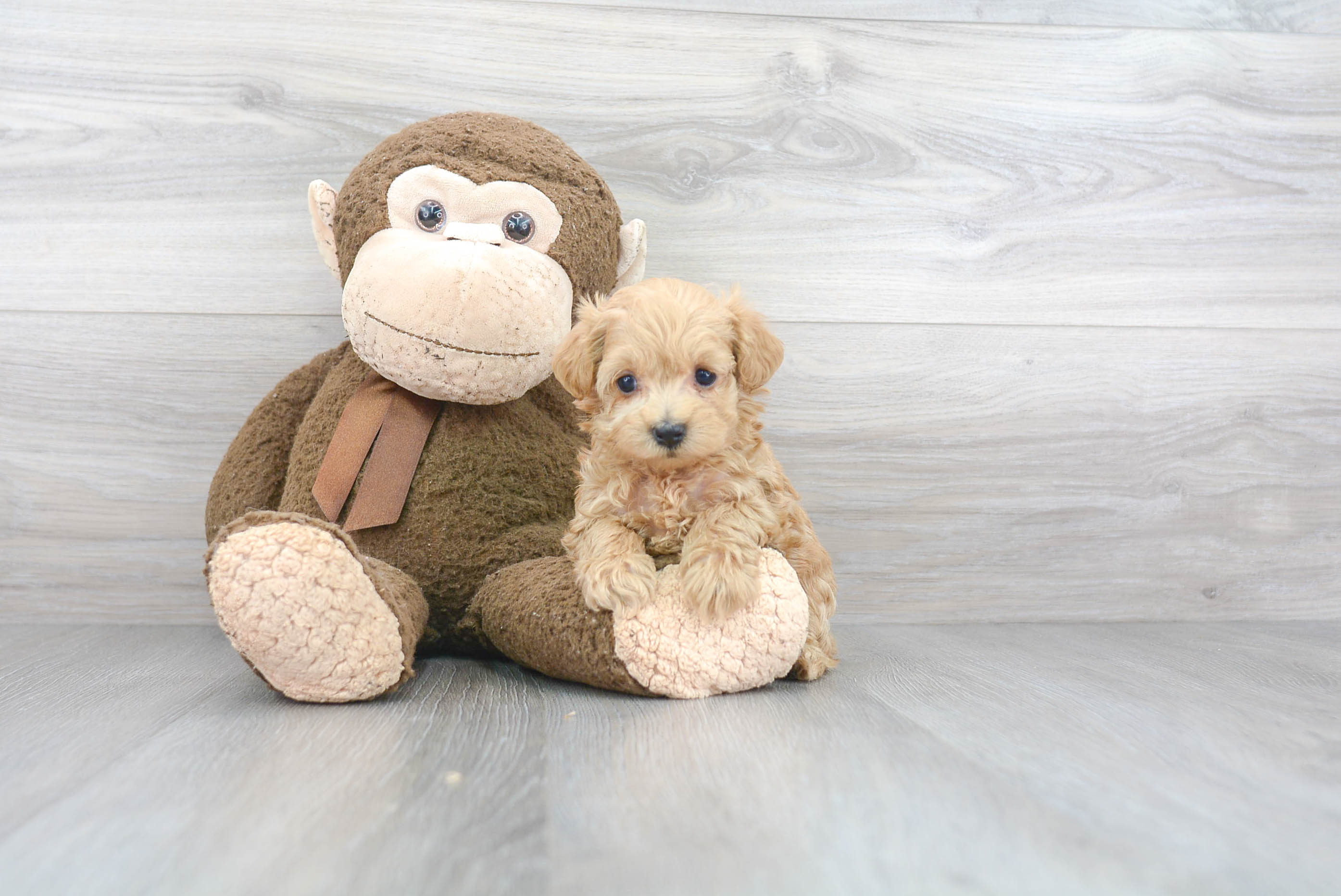 Little Maltepoo Poodle Mix Puppy