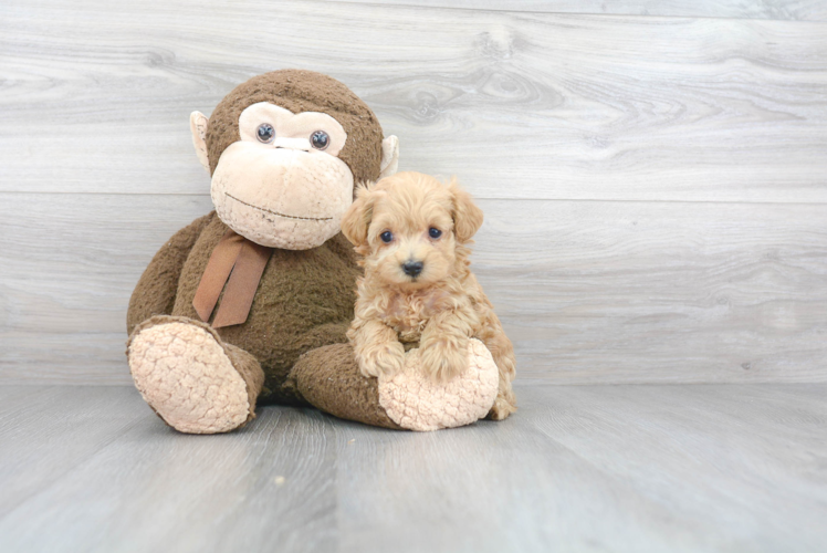 Little Maltepoo Poodle Mix Puppy