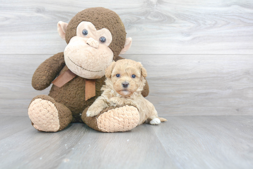 Fluffy Maltipoo Poodle Mix Pup