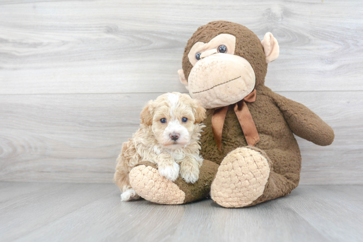 Fluffy Maltipoo Poodle Mix Pup