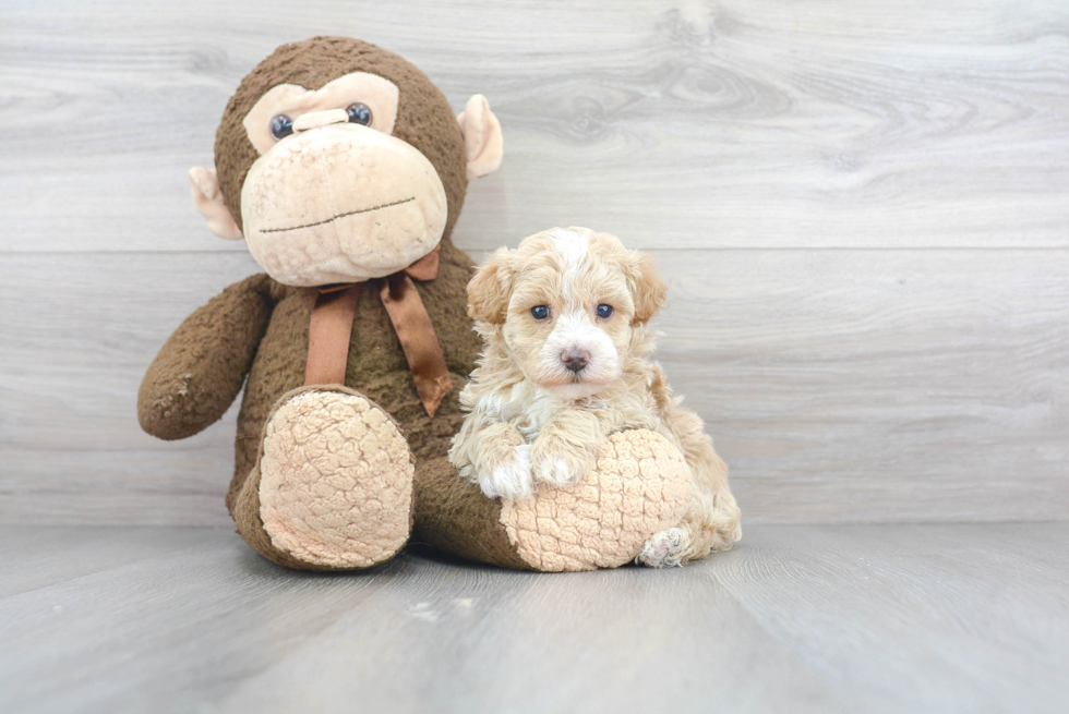 Maltipoo Puppy for Adoption