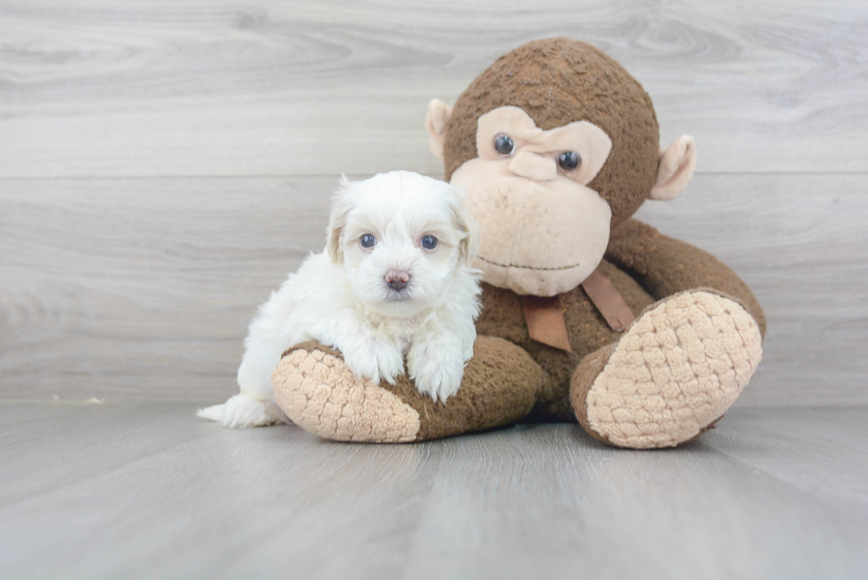 Maltipoo Pup Being Cute