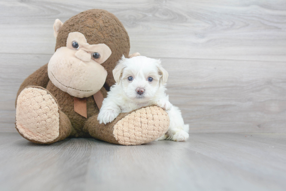 Hypoallergenic Maltepoo Poodle Mix Puppy