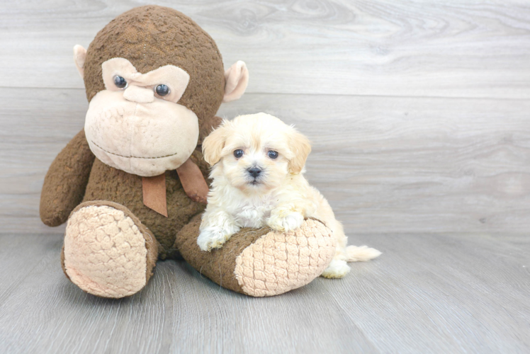 Playful Maltese Poodle Poodle Mix Puppy