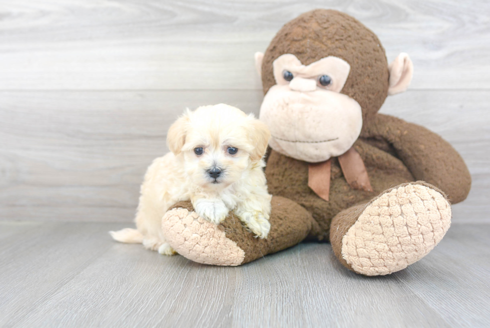 Energetic Maltese Poodle Poodle Mix Puppy