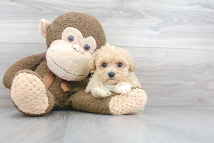 Energetic Maltese Poodle Poodle Mix Puppy