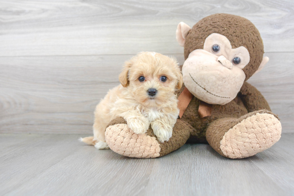 Maltipoo Pup Being Cute