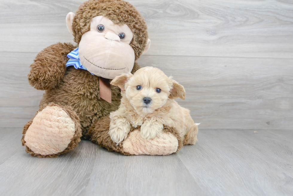 Fluffy Maltipoo Poodle Mix Pup