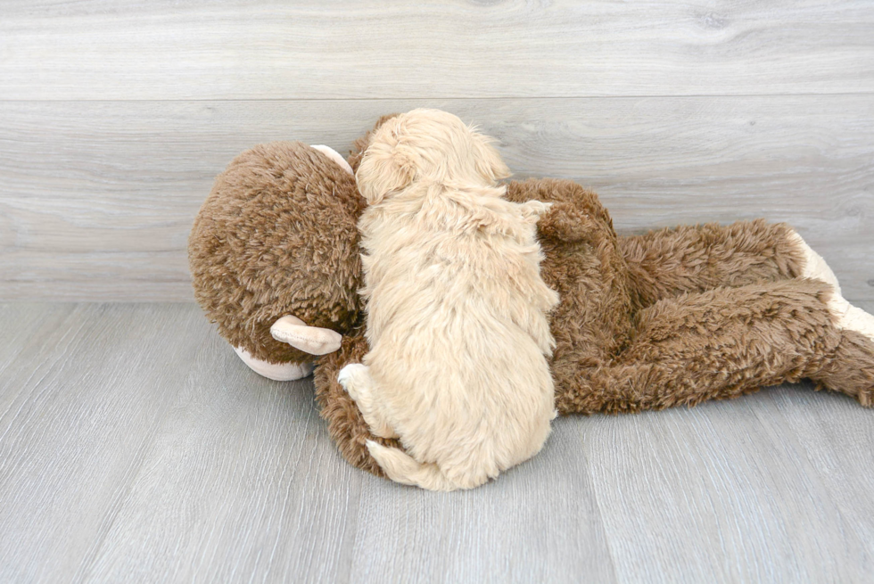 Smart Maltipoo Poodle Mix Pup