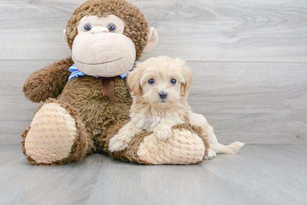 Adorable Maltepoo Poodle Mix Puppy