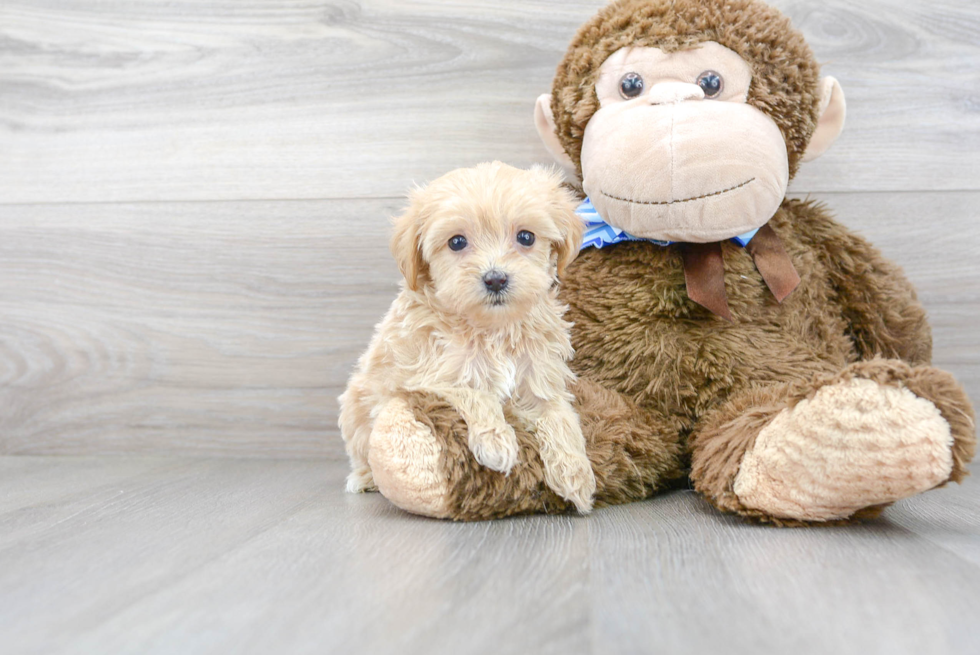 Happy Maltipoo Baby