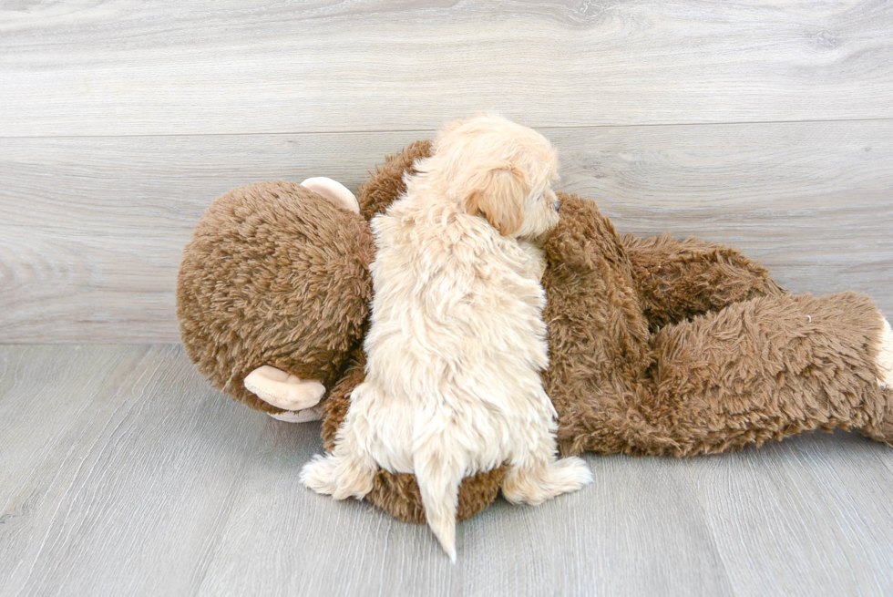 Adorable Maltepoo Poodle Mix Puppy