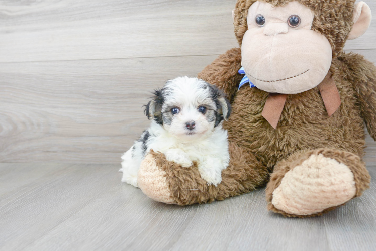 Maltipoo Puppy for Adoption