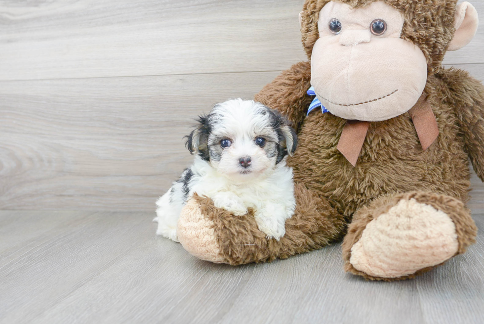 Maltipoo Puppy for Adoption