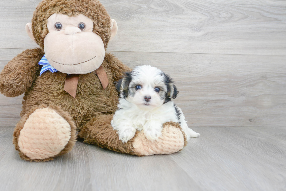 Maltipoo Pup Being Cute