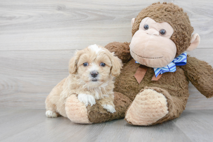 Cute Maltipoo Baby