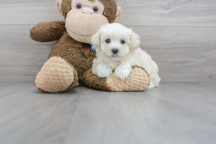 Cute Maltipoo Baby