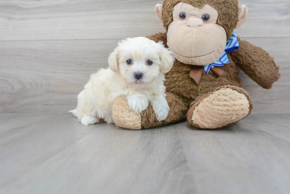 Energetic Maltepoo Poodle Mix Puppy