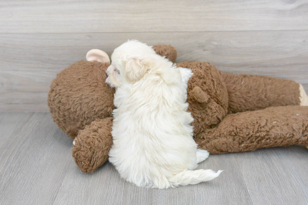 Petite Maltipoo Poodle Mix Pup