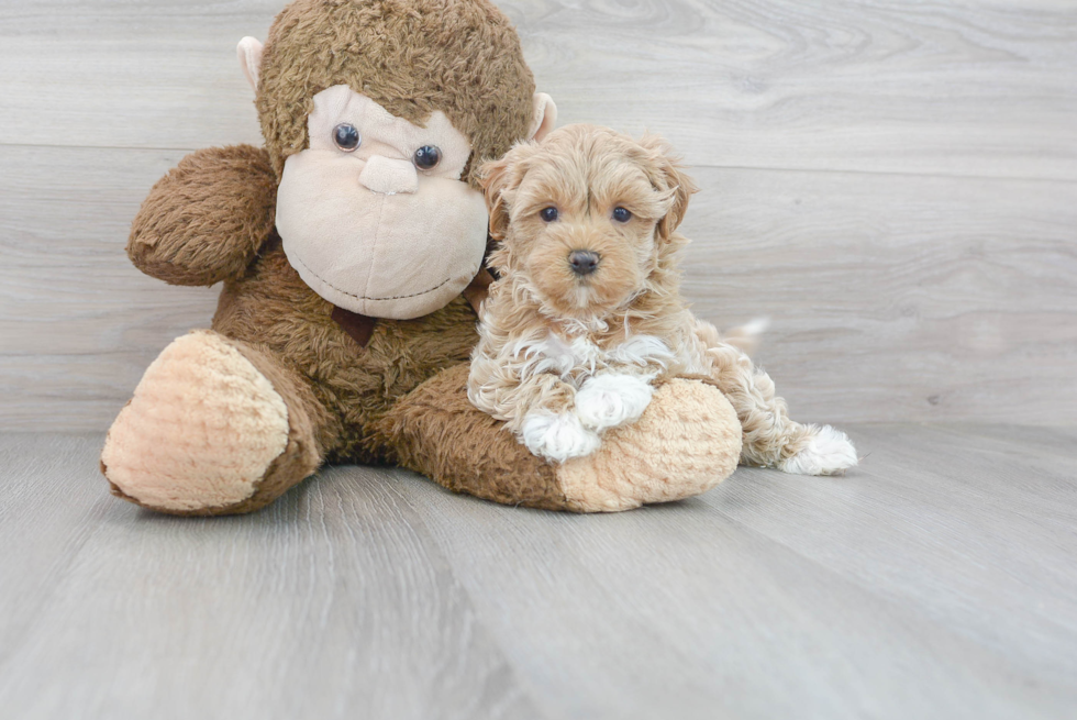 Smart Maltipoo Poodle Mix Pup