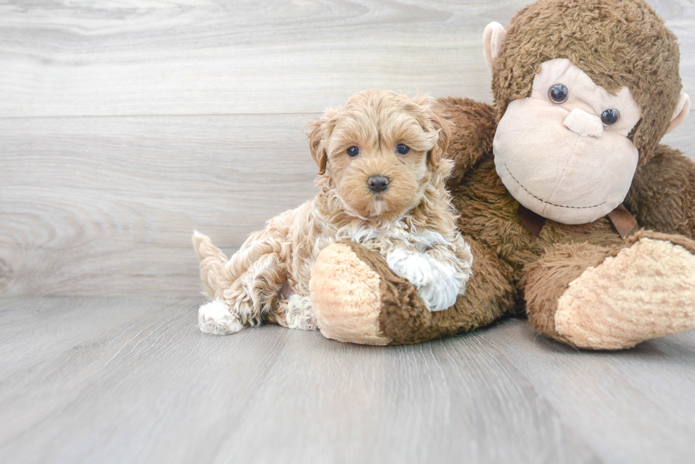 Energetic Maltepoo Poodle Mix Puppy