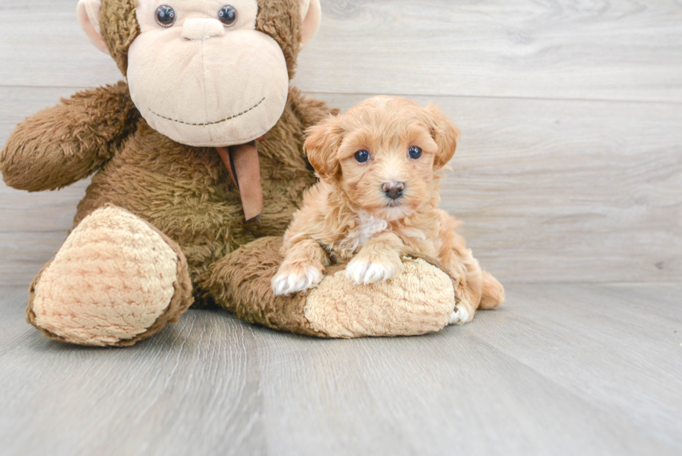 Happy Maltipoo Baby