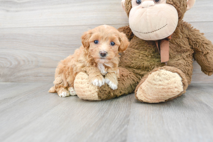 Small Maltipoo Baby