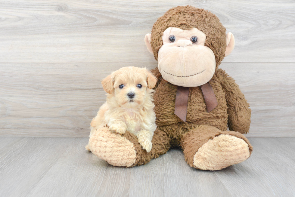 Smart Maltipoo Poodle Mix Pup