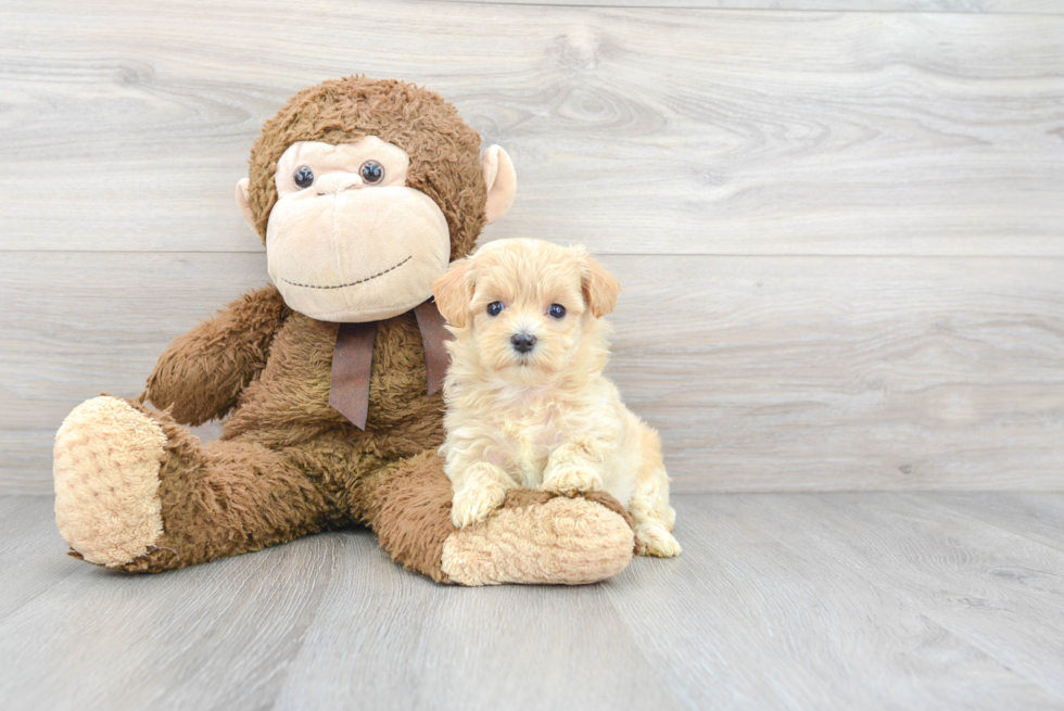 Playful Maltepoo Poodle Mix Puppy