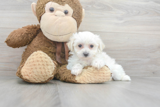 Best Maltipoo Baby