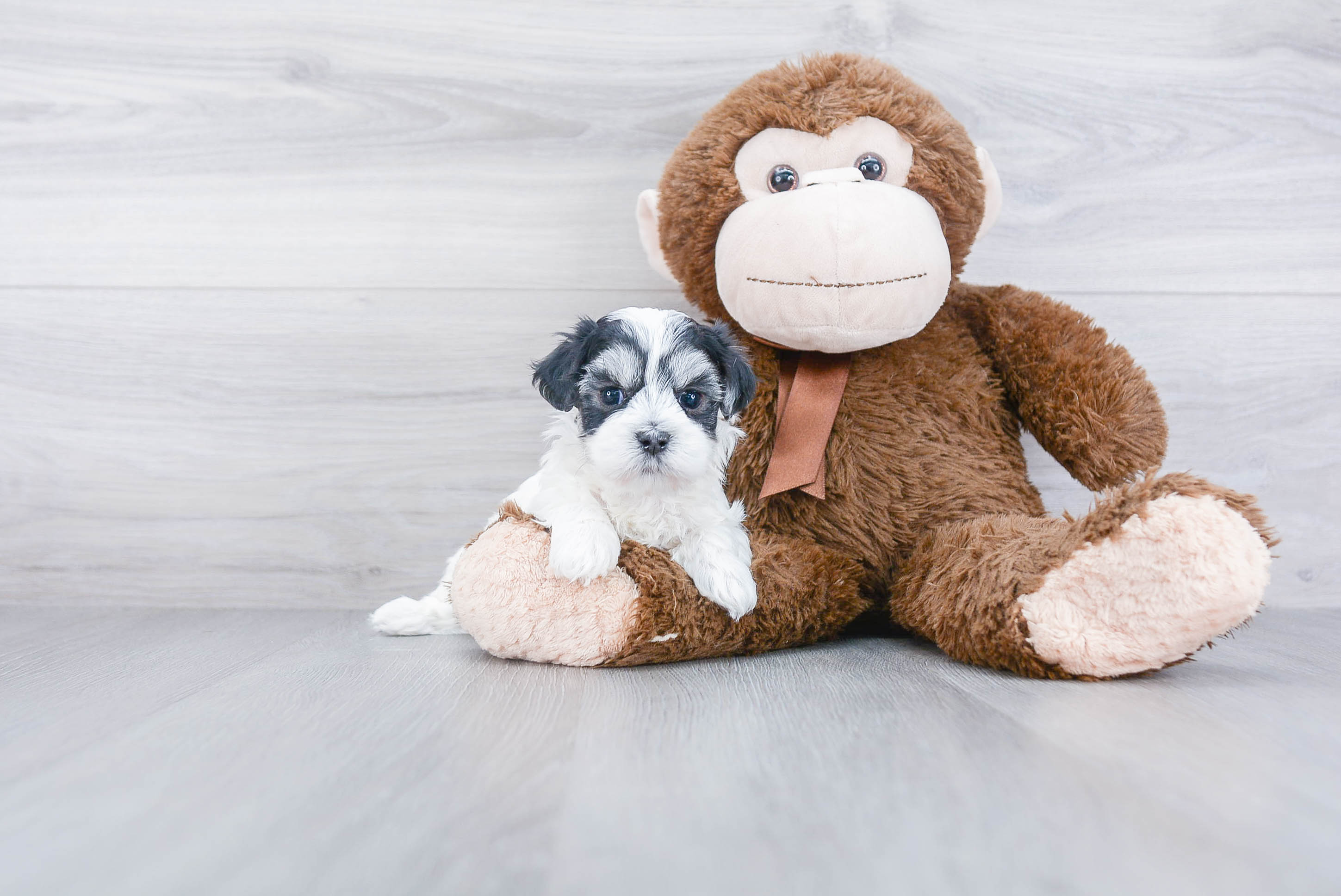 Fluffy Maltipoo Poodle Mix Pup