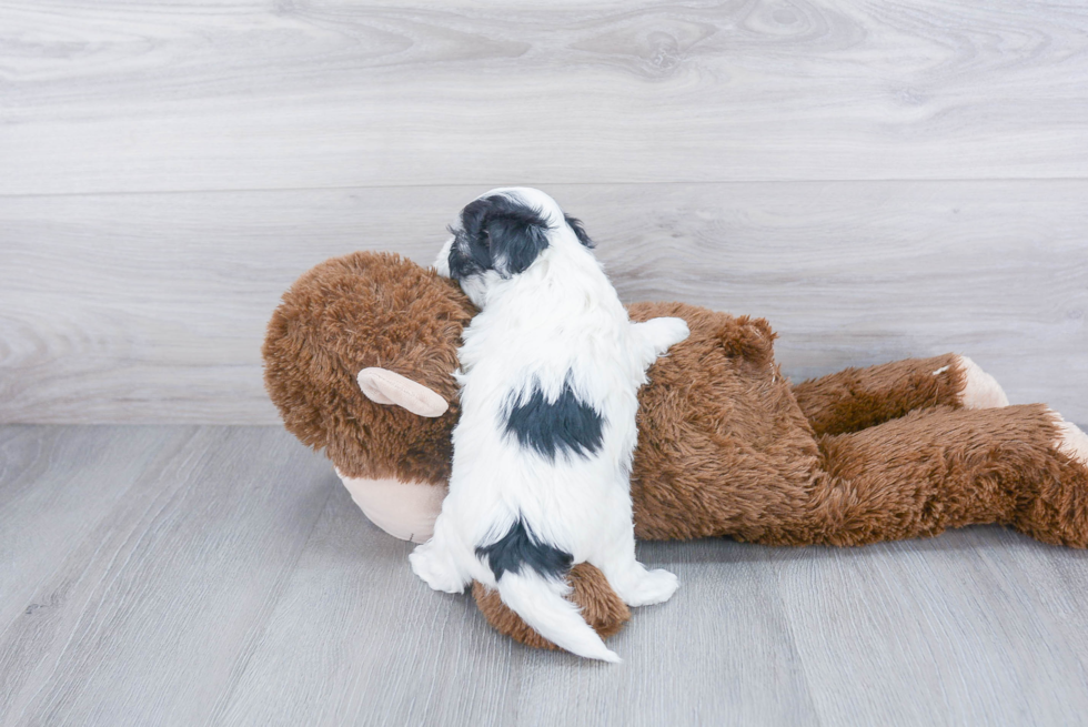 Maltipoo Pup Being Cute