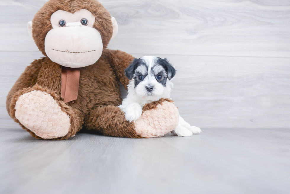 Friendly Maltipoo Baby