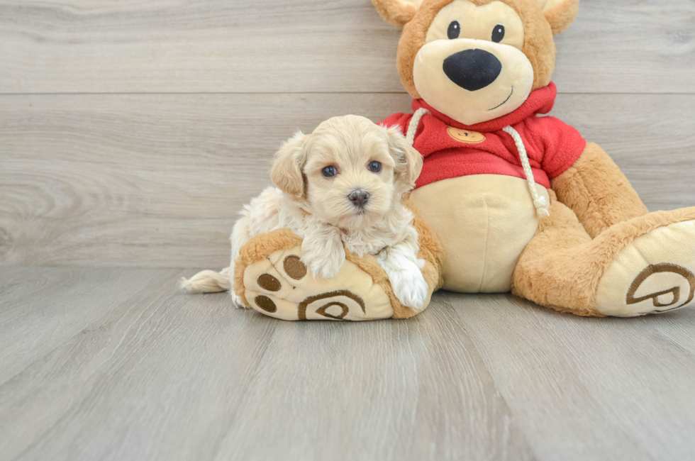 7 week old Maltipoo Puppy For Sale - Premier Pups