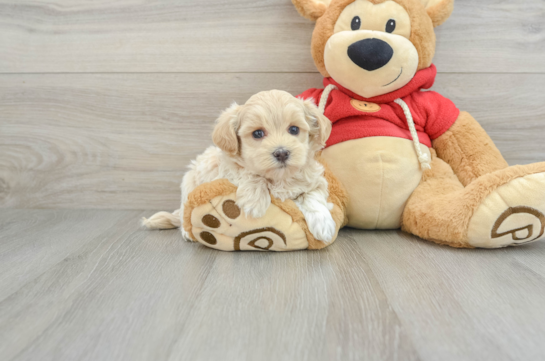 Friendly Maltipoo Baby