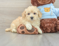 9 week old Maltipoo Puppy For Sale - Premier Pups