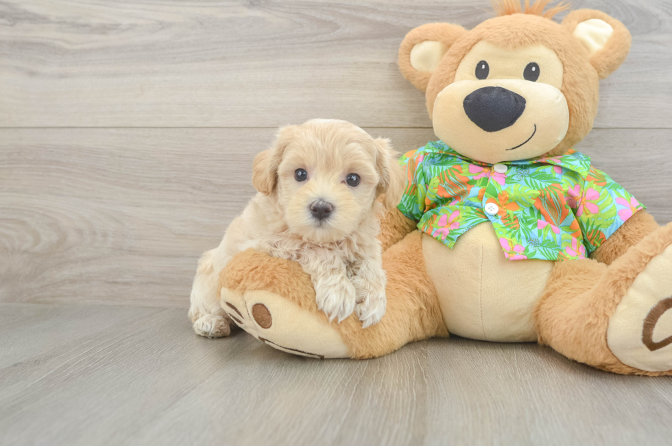 6 week old Maltipoo Puppy For Sale - Premier Pups
