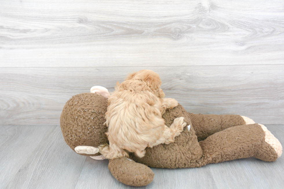 Maltipoo Pup Being Cute