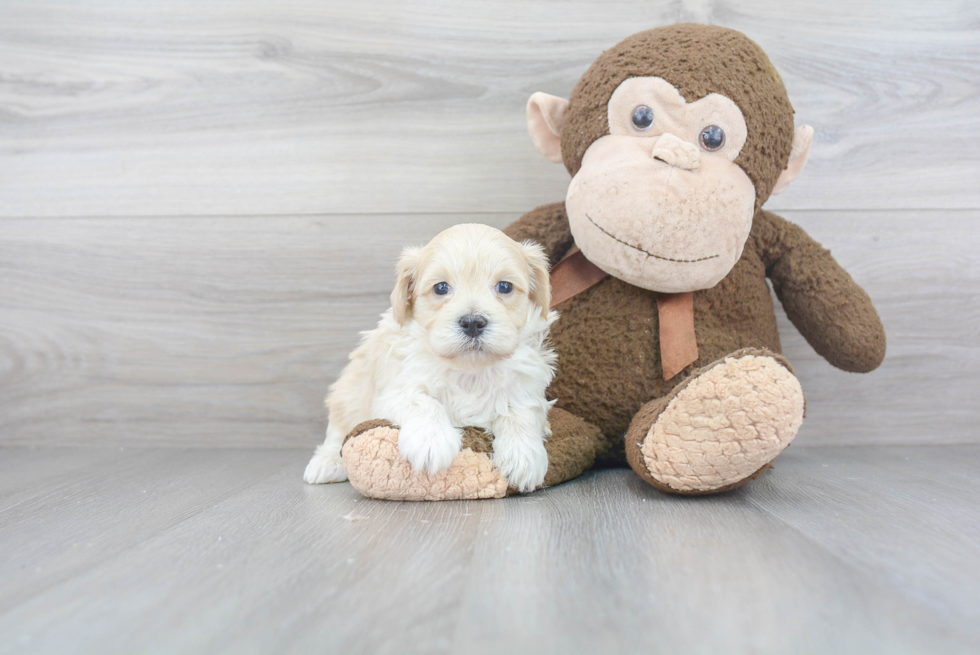 Maltipoo Puppy for Adoption